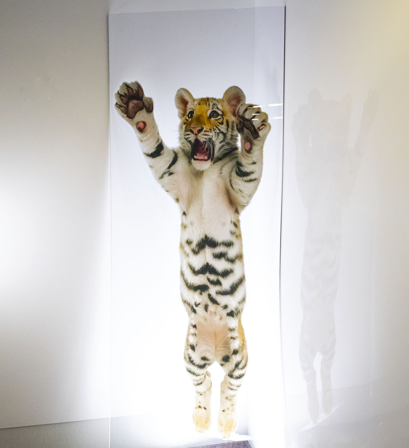 Tiikeri joka on tulostettu akryylille