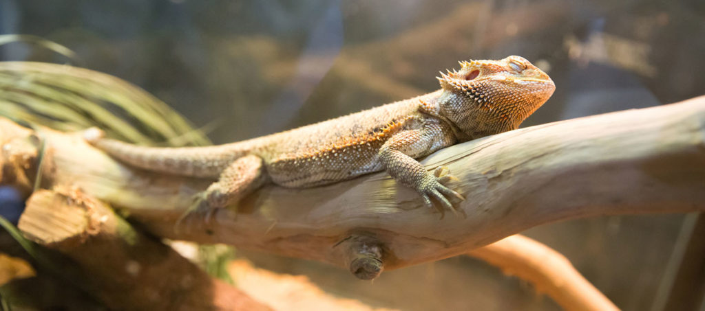 Skäggagam i sitt terrarium